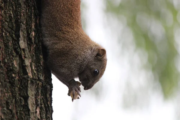 Tiro Perto Esquilo Palas Comendo Noz Uma Árvore Floresta Fundo — Fotografia de Stock