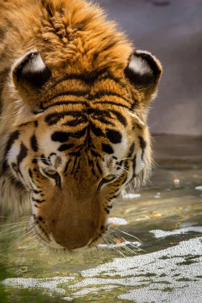 Eine Vertikale Aufnahme Eines Tigers Der Wasser Trinkt — Stockfoto