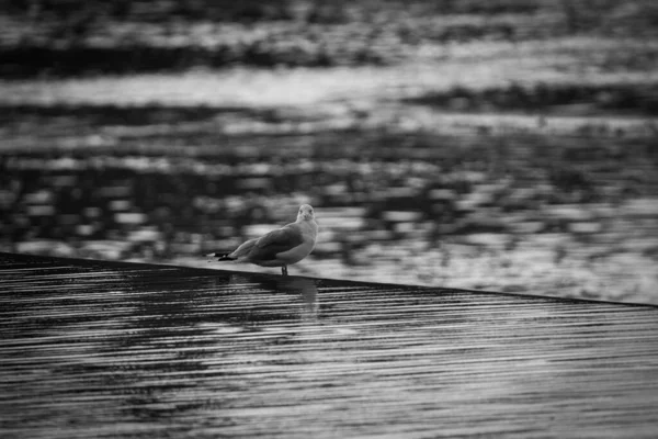 Een Grijswaarden Shot Van Een Meeuw Vogel Het Zeewater Door — Stockfoto