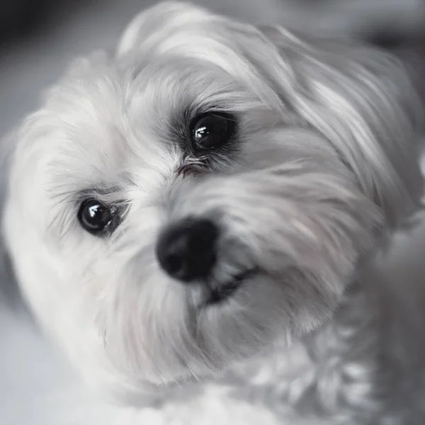 Gråskala Närbild Bedårande Maltesisk Hund — Stockfoto
