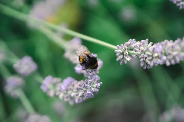 Närbild Humla Som Pollinerar Lila Blommor — Stockfoto