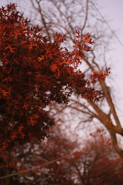 一片低角度的红枫叶 — 图库照片