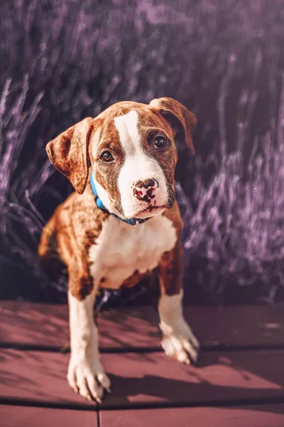 Een Verticaal Schot Van Een Schattig Amerikaans Staffordshire Terrier Hond — Stockfoto