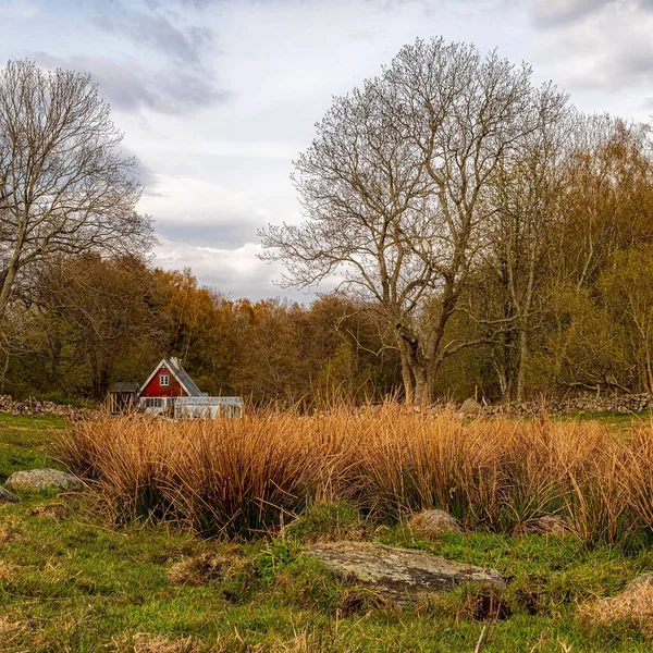 Фермерський Будинок Лісі Осінній День Швеції — стокове фото