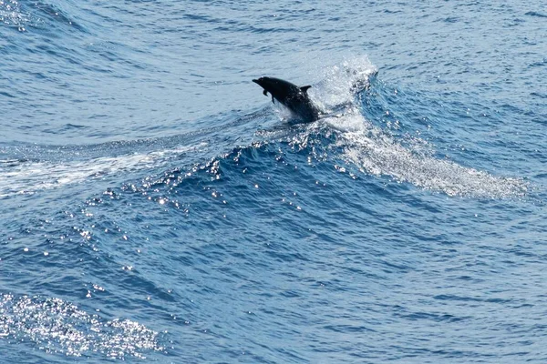 Высокоугольный Снимок Спиннера Дельфина Выпрыгивающего Волн Голубом Море Солнечный День — стоковое фото