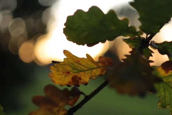 Een Selectieve Focus Shot Van Tak Met Groene Gele Bladeren — Stockfoto