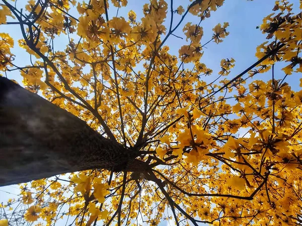 Nízký Úhel Záběru Krásného Žlutého Stromu Modrou Oblohou — Stock fotografie