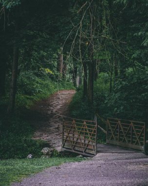 Ormandaki bir yolun dikey görüntüsü.