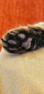 Bir kedinin tüylü pençesinin dikey yakın çekimi.