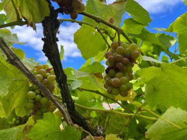 Güneşli bir günde üzüm dallarının yakın plan çekimi.