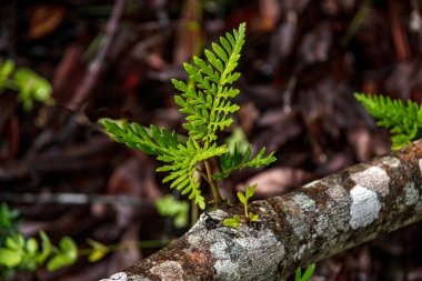Ağaçtaki yeşil eğreltiotu yapraklarına (polipodiyopsida) yakın çekim