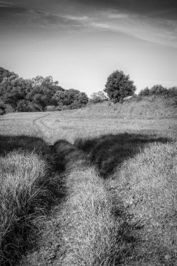 Kırsal kesimdeki çim tarlasının ortasındaki bir patikanın gri tonlu görüntüsü.