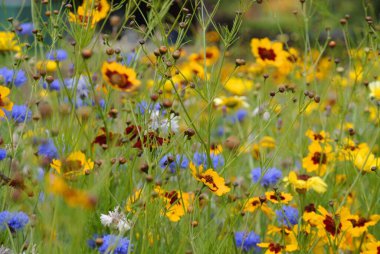 Dağlarda açan renkli bir kır çiçeği tarlası
