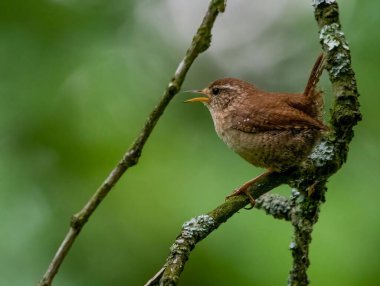 Ağaç dalında sevimli bir Avrasyalı Wren