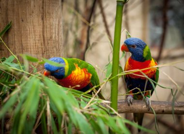 Hayvanat bahçesindeki gökkuşağı lorikeetleri (trichoglossus moluccanus)