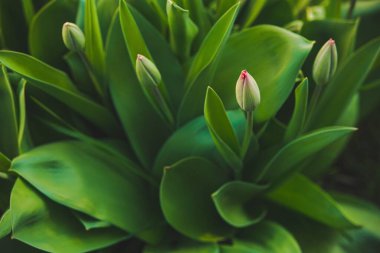 Bahçede yemyeşil yapraklı lalelerin seçici odak noktası.