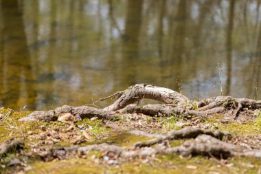 Nehir kenarındaki açığa çıkan köklere yakın çekim