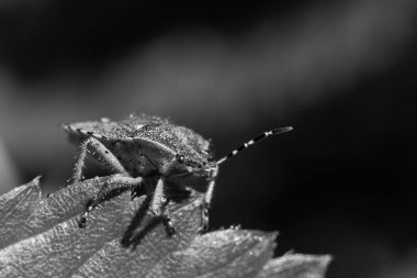 Yaprağın üzerindeki bir böceğin yakın plan gri ölçekli görüntüsü.