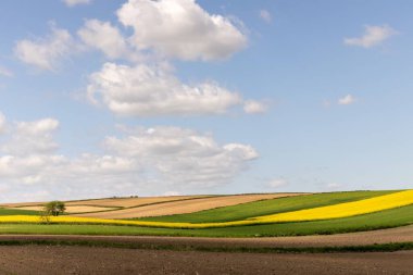 Mavi bulutlu gökyüzünün altında güzel bir tarla manzarası