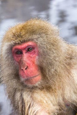 Nehirde yüzen bir Japon maymunu.