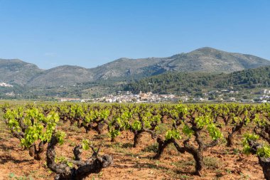 Üzüm bağındaki yeşil Sumoll bitkileri. Arka planda kırsal binalar var.
