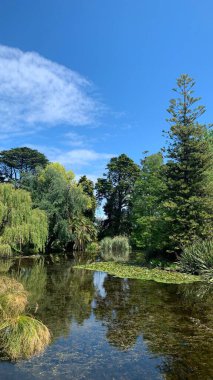 Temiz bir gökyüzünün altında farklı ağaçlarla çevrili güzel bir bataklığın dikey görüntüsü.