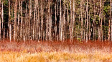 Ormandaki uzun ağaçlar ve kırmızı bitkiler