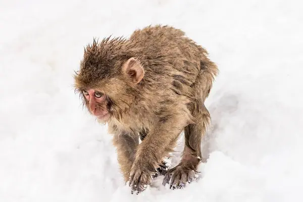 雪の中で遊ぶ愛らしい茶色の猿 — ストック写真