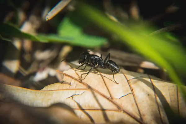 在阳光下 在花园里干枯的叶子上挂着一张黑色木匠蚂蚁的宏观照片 背景模糊不清 — 图库照片