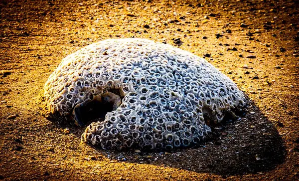 Eine Nahaufnahme Von Brain Coral Strand Von Buffalo Creek Darwin — Stockfoto