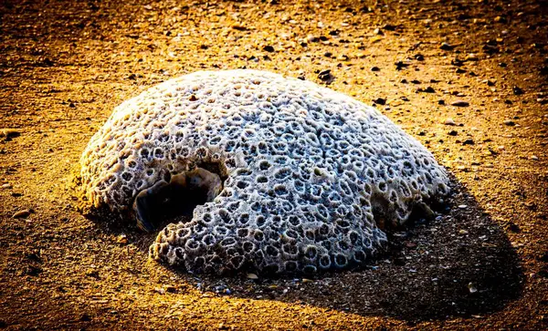 Primo Piano Brain Coral Sulla Spiaggia Buffalo Creek Darwin Territorio — Foto Stock