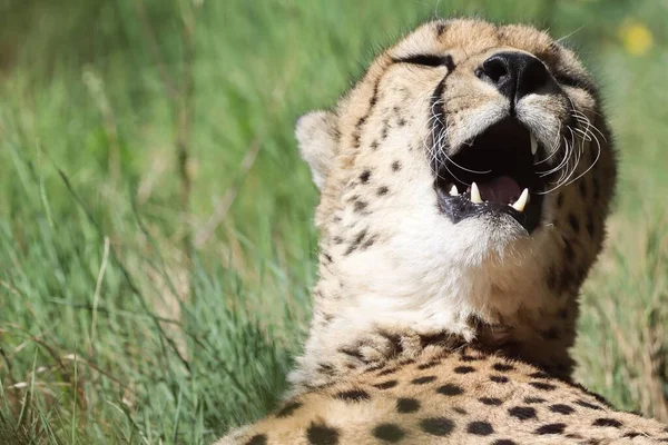 Closeup South African Cheetah Yawning While Resting Green Grass — Stock Photo, Image