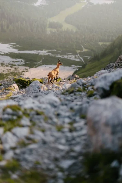 Disparo Vertical Una Cabra Capra Campo —  Fotos de Stock