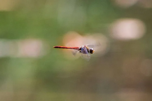 ぼんやりとした背景に飛んでいる緋色のトンボのクローズアップ — ストック写真