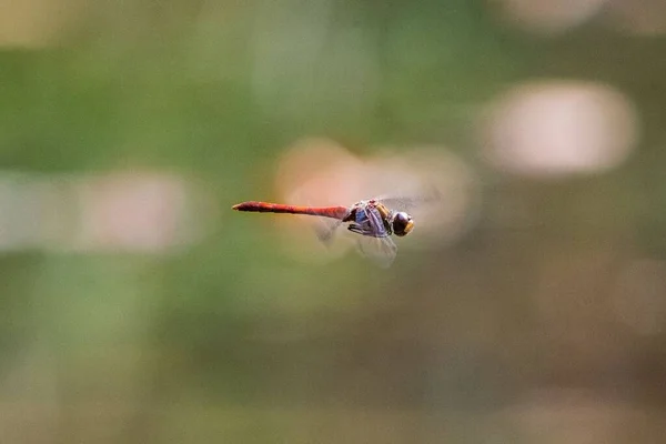 Gros Plan Une Libellule Écarlate Volant Sur Fond Flou — Photo