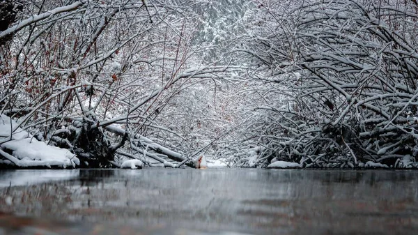 Lago Calmo Rodeado Árvores Cobertas Neve — Fotografia de Stock