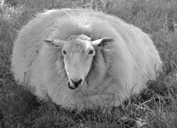 Een Grijswaarden Close Shot Van Een Pluizig Schaap Een Veld — Stockfoto