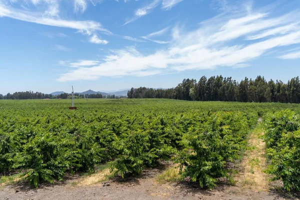 Ein Schöner Blick Auf Grüne Teebüsche Einem Bauernhof Auf Dem — Stockfoto