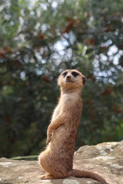 Ένα Κάθετο Πλάνο Ενός Όμορφου Meerkat Στο Θολό Φόντο — Φωτογραφία Αρχείου