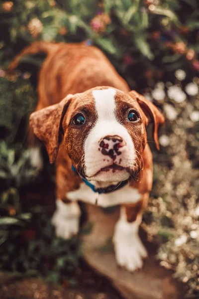 Верхний Снимок Милой Американской Стаффордширской Собаки Терьера — стоковое фото