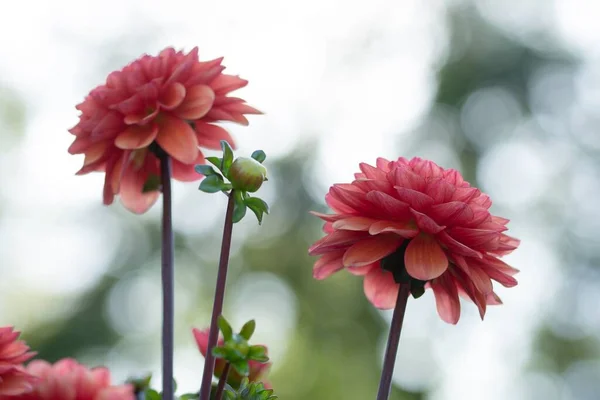 Closeup Shot Dahlias Blossoming Garden — Stock Photo, Image
