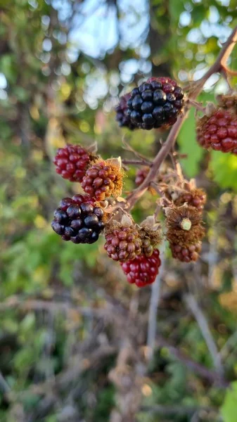 Disparo Vertical Moras Creciendo Jardín —  Fotos de Stock