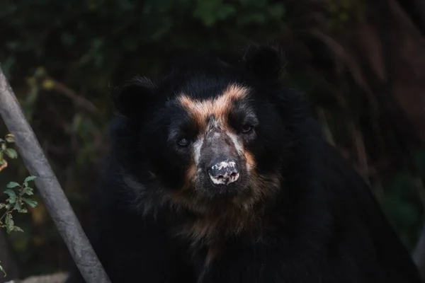Ein Nahaufnahme Porträt Eines Niedlichen Brillenbären — Stockfoto