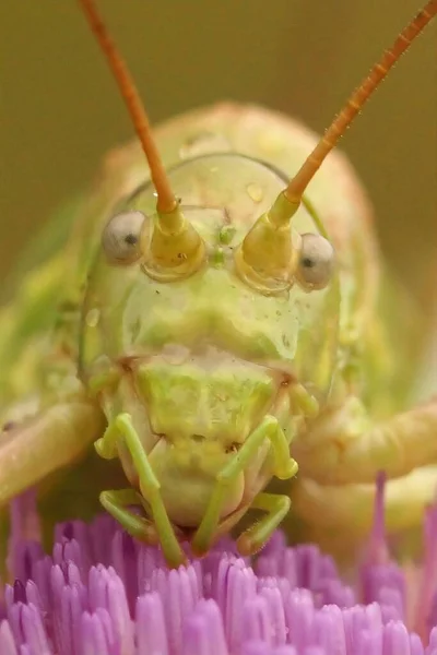 귀뚜라미 Ephippiger Ephahiiger Rousson — 스톡 사진