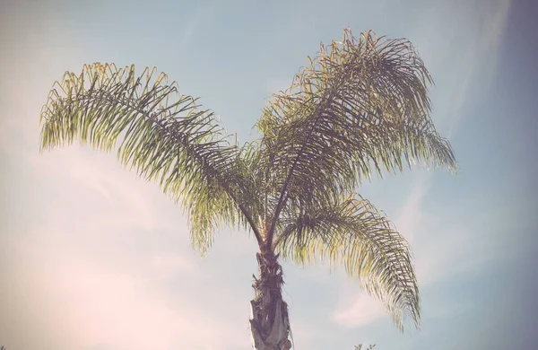 Uma Bela Palmeira Com Céu Azul Horizonte Santa Monica Los — Fotografia de Stock