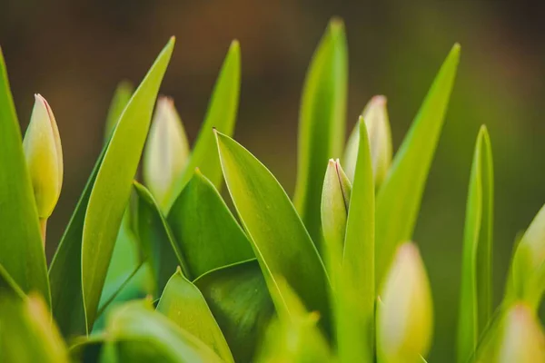 Eine Selektive Fokusaufnahme Von Tulpen Mit Sattgrünen Blättern Garten — Stockfoto