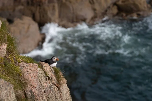 Close Shot Atlantic Puffin Rock Background Sea — Stock Photo, Image