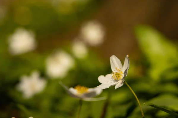 森の中のカラフルな初期の野花 Anemonoides — ストック写真