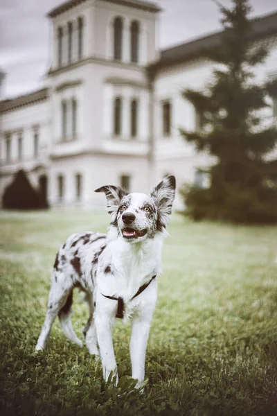 Eine Aufnahme Des Border Collie Hundes Der Auf Dem Gras — Stockfoto
