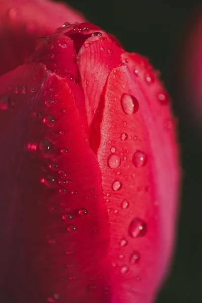 Vacker Röd Tulpan Blomma Med Daggdroppar Mot Mörk Suddig Bakgrund — Stockfoto